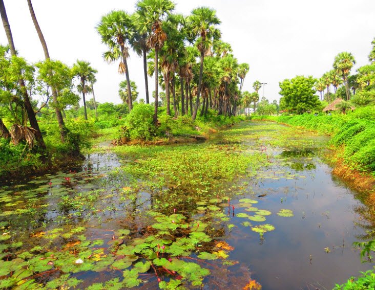 Madhavaram Botanical Garden, Chennai, India